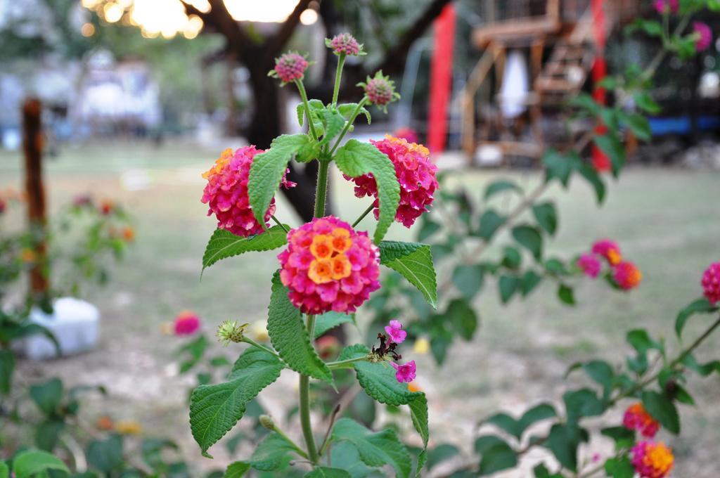 Mursel Garden